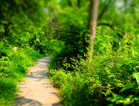 Forest Trail