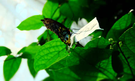 Butterflyの写真素材