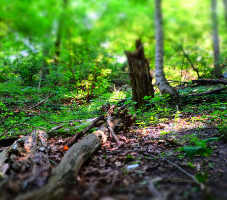Forest