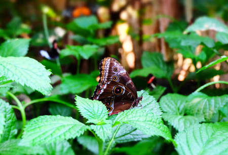 Butterflyの写真素材