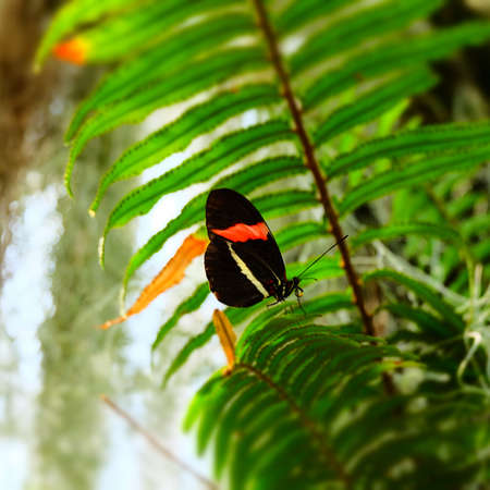 Butterflyの写真素材