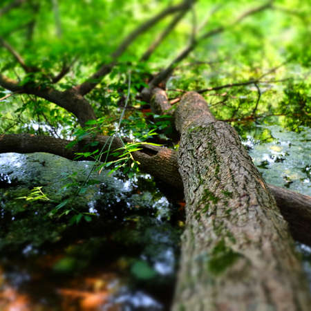 Tree growing in the Lakeの写真素材