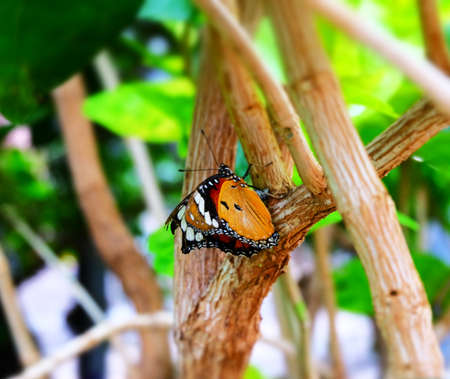 Monarch Butterflyの写真素材