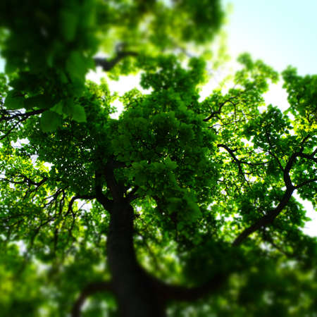 Looking up at a Tree
