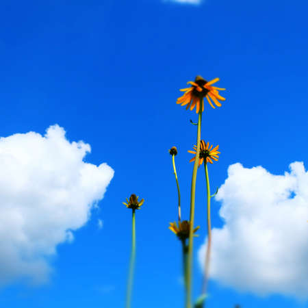 Sun Flower Blossomのeditorial素材