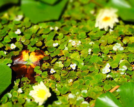 Water Lilyのeditorial素材