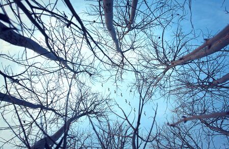 birds in the sky follow the lines trees