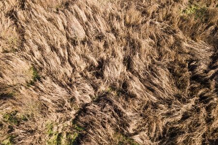 a field of straw viewed from above