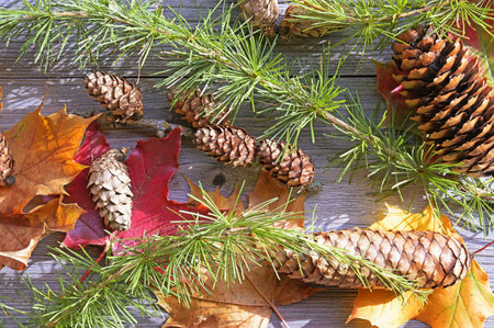 old table with autumn and winter natural elementsの写真素材