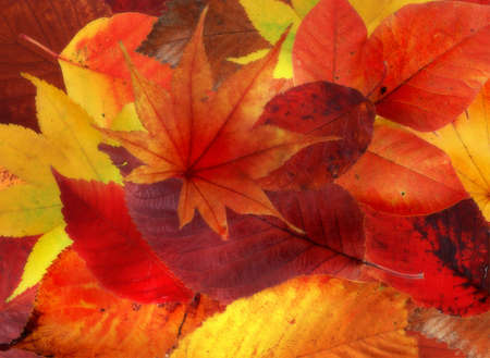 autumn carpet