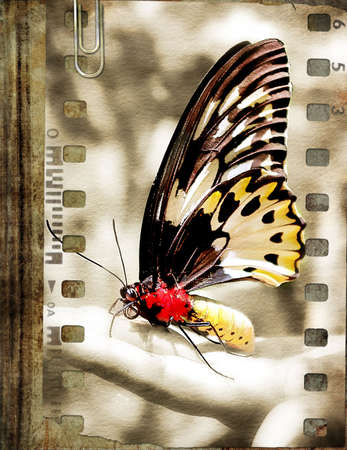 film strip with butterfly over old bookの写真素材