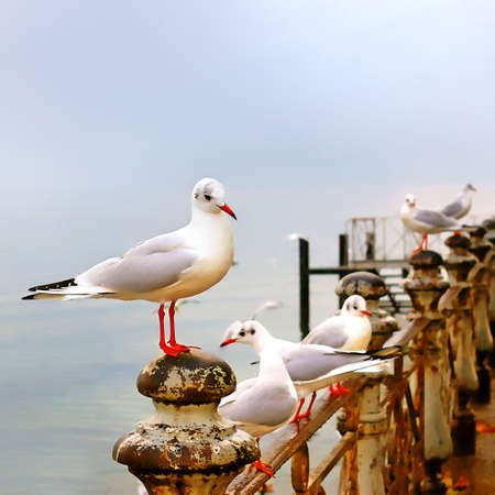 sea gullsの写真素材