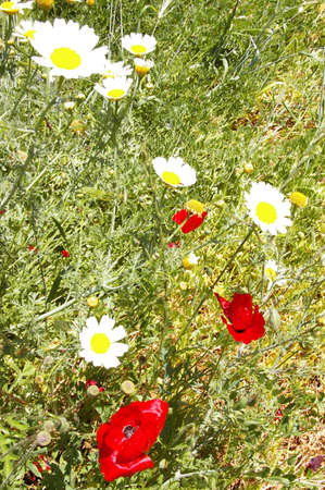 sunny field with poppy and daisy flowersの写真素材