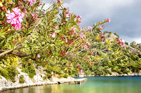quiet lagoon with blossom  treesの写真素材