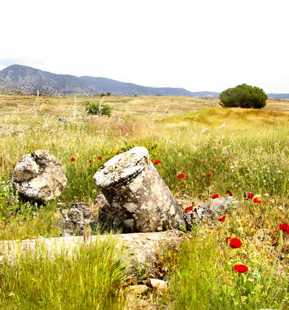 poppy flowers and ancient columnsの写真素材