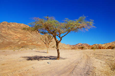 african desertの写真素材