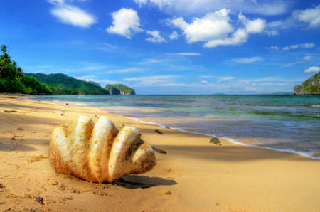 tropical shore