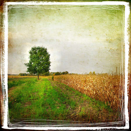 field and tree - retro styled backgroundの写真素材