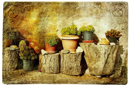cactus decoration in old greek village Lutra の写真素材