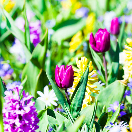 blooming bulb flowers in Hollandの写真素材