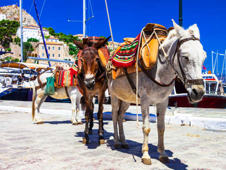 donkeys in port of Hydra, Greeceの写真素材