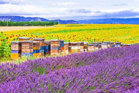 lavanceder and suflower fields in Provence, Franceの写真素材