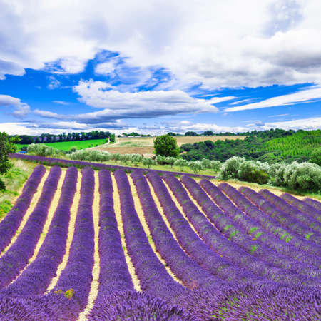 violet lavander feelds in Provence, Franceの写真素材