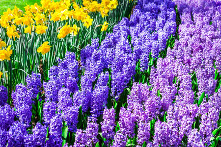 blooming flloral carpet in Holland, keukenhof parkの写真素材