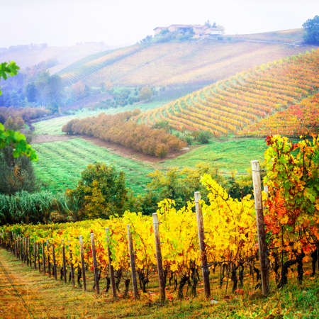 Multicolored vineyards in autumn, Piemonte, Italy.の写真素材