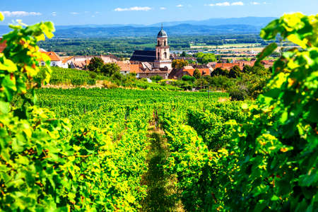 Picturesque Kayserberg village, Alsace region, view with vineyards, France.