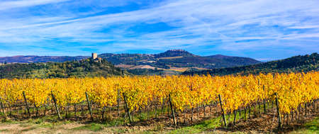 Incredible nature of Tuscany, view with colorful vineyards, Italyの写真素材