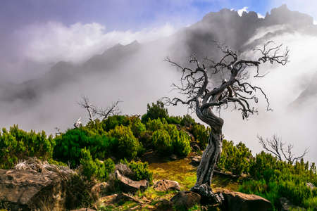 Madeira island mountain scenery. Dry tree in the clouds. Hiking trail for Pico Ruivo - highest point...