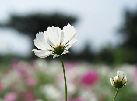 Beautiful Cosmos Flowers in the garden, Thailandの写真素材