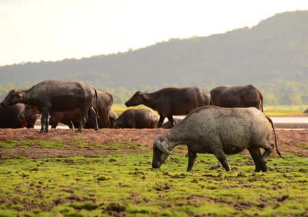 Thai Buffalo walk over the field go back home with sunset. Life' Machine of Farmer.の写真素材