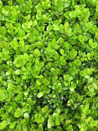 Green bush leaves wall backgroundの写真素材