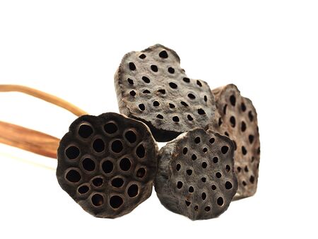 Select focus lotus seeds isolated on white backgroundの写真素材