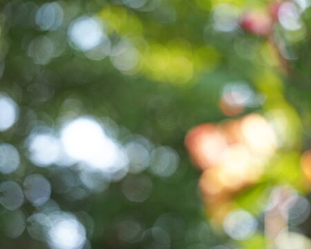 Green leaf boken blur in natural backgroundの写真素材