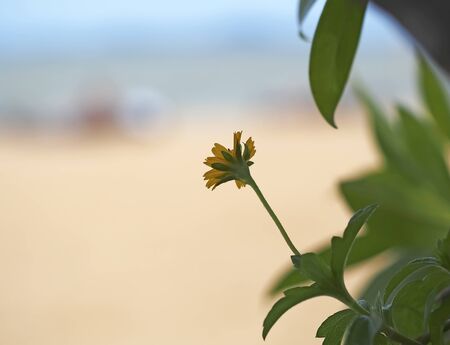 beautiful yellow mexican sunflower field on the beachの写真素材