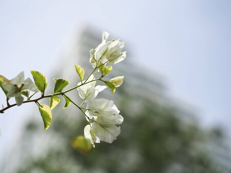 Beautiful white Bougaville flower in garden, background building, select focusの写真素材