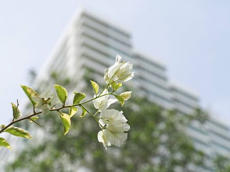 Beautiful white Bougaville flower in garden, background building, select focusの写真素材