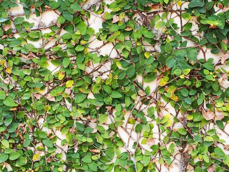 Abstract green wall of ivy gourd for backgroundの写真素材