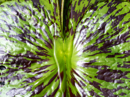 Texture of Lotus Leafの写真素材