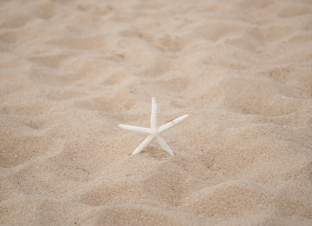 Star fish on sand background. Close-up and select focus star fishの写真素材