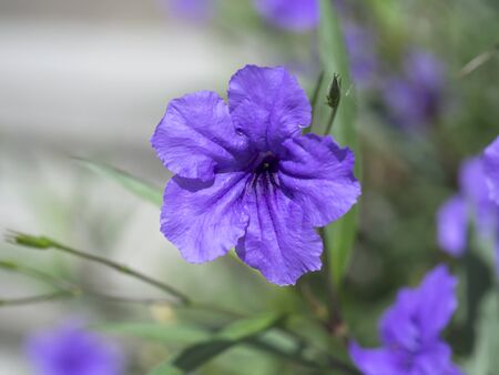 Macro image of spring lilac violet and purple flowers, abstract soft floral backgroundの写真素材