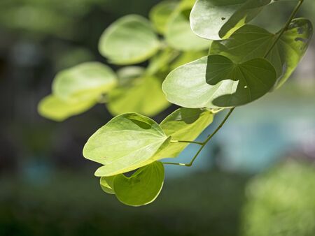 Green leaves texture, green leaves with sun ray, selective focusの写真素材