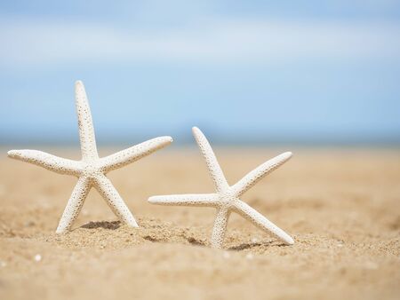 Closeup starfish on the beachの写真素材