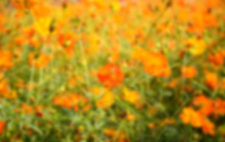 Blurry Cosmos Flowers in the meadow, Thailandの写真素材