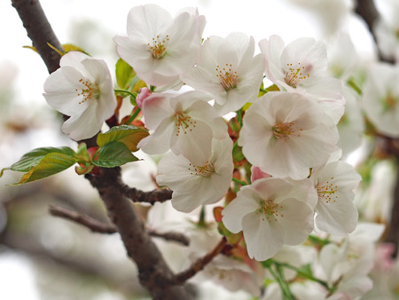 Select focus Sakura. Cherry Blossom in Springtime. Beautiful Pink Flowersの写真素材