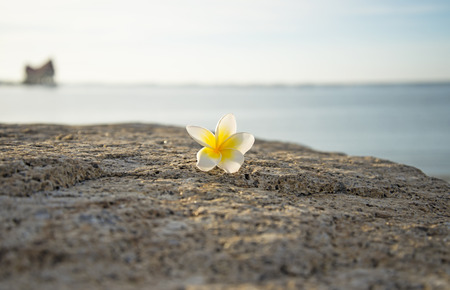 Select focus flower drop on the ground, soft background the seaの写真素材