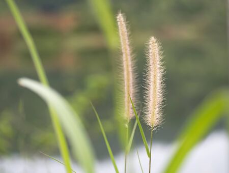 Grass flower field in nature, select focusの写真素材